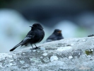 Black Phoebe