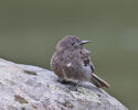 Black Phoebe