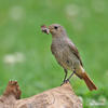 Black Redstart