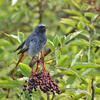 Black Redstart