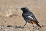 Black Redstart