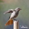 Black Redstart