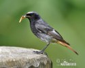 Black Redstart