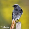 Black Redstart