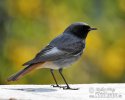 Black Redstart