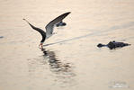 Black Skimmer