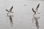 Black Skimmer