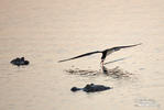 Black Skimmer