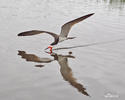 Black Skimmer