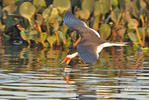 Black Skimmer