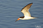 Black Skimmer