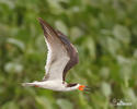 Black Skimmer