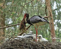 Black Stork