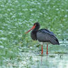 Black Stork