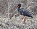 Black Stork