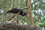 Black Stork