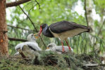 Black Stork