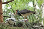 Black Stork