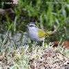 Black-striped Sparrow