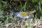 Black-striped Sparrow