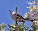 Black-tailed Gnatcatcher