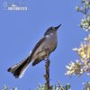 Black-tailed Gnatcatcher