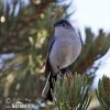 Black-tailed Gnatcatcher