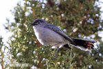 Black-tailed Gnatcatcher