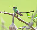 Black-tailed Trainbearer