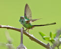 Black-tailed Trainbearer