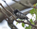 Black Tit