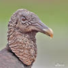 Black Vulture