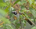 Black-winged Saltator