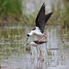 Black-winged Stilt