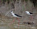 Black-winged Stilt