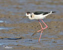 Black-winged Stilt