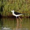 Black-winged Stilt