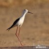 Black-winged Stilt