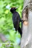 Black Woodpecker