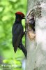 Black Woodpecker