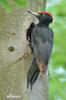 Black Woodpecker