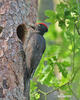 Black Woodpecker