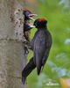 Black Woodpecker