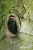 Black Woodpecker