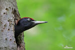 Black Woodpecker