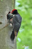 Black Woodpecker