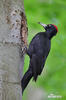 Black Woodpecker