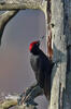 Black Woodpecker