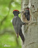 Black Woodpecker