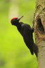 Black Woodpecker